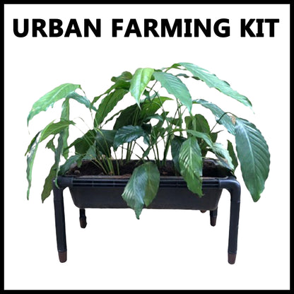 HAVAI Urban Farming Kit with Mushroom Filter for Drainage – can be Used in Balconies, Indoor Spaces / Soil, Seeds and cocopeat Included